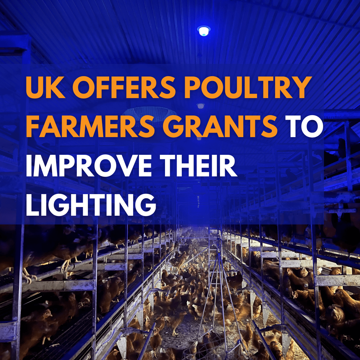 UK Offers Poultry Farmers grants to improve their lighting